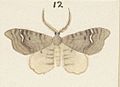 Fig 12 MA I437612 TePapa Plate-XIII-The-butterflies full (cropped)