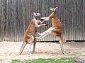 Fighting red kangaroos 1