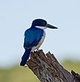 Forest Kingfisher.99