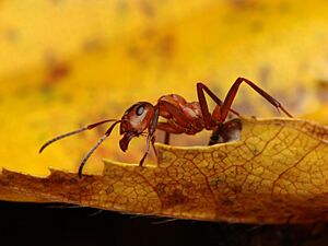 Formica polyctena 2.jpg