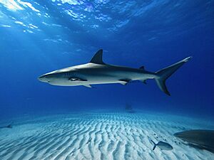 Full Shot of a Caribbean Reef Shark at Tiger Beach Bahamas.jpg
