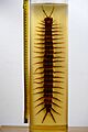 Giant Centipede (Scolopendra gigantea) over 40 cm long - Preserved Specimen