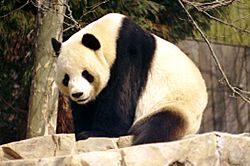 Giant panda Facts for Kids