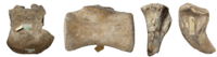 Gigantosaurus megalonyx syntype.png
