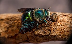 Green Carpenter Bee in Quinkan Country far north Queensland