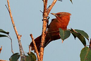 Grey-chested cacholote (Pseudoseisura unirufa).JPG