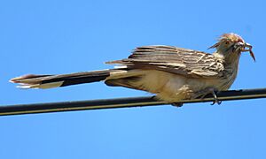 Guira cuckoo Facts for Kids