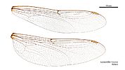 Gynacantha mocsaryi female wings (34248852733)