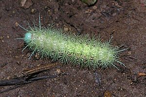 Hairy caterpillar (Costa Rica)