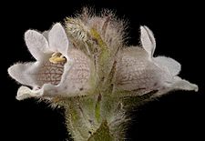 Hemiphora bartlingii - Kevin Thiele