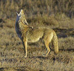 Howl (cropped)