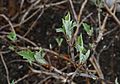Hydrangea quercifolia-SpringLeaf
