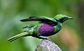 Iris Glossy Starling - side color