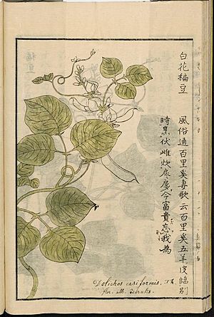 Leiden University Library - Seikei Zusetsu vol. 18, page 038 - 白花稨豆 - Lablab purpureus (L.) Sweet, 1804