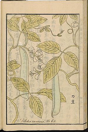 Leiden University Library - Seikei Zusetsu vol. 18, page 042 - 鉈豆 - Canavalia gladiata (Jacq.) DC, 1804