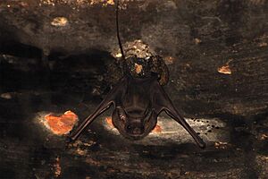 The image depicts a bat hanging from a cave wall. The bat has large ears