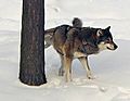 Photograph of a wolf lifting its leg to mark a tree with urine