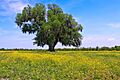 Lone Oak in Saint Bernard Parish