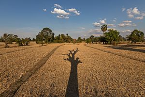 Long shadow of a dead tree with its branches on the dry fields of Laos - landscape