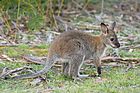 Macropus rufogriseus rufogriseus Juvenile 2.jpg