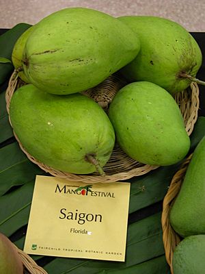 Mango Saigon Asit ftg.jpg