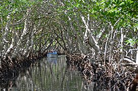 Mangroves in Roatán Honduras.jpg