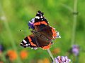 Marzahn Gaerten der Welt 08-2015 img12 Red Admiral