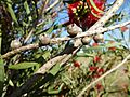 Melaleuca phoenicea (mature fruit)
