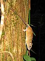 Melomys cervinipes1