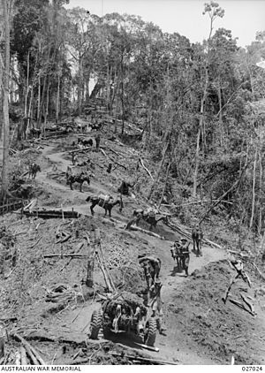 Men leading pack horses and mules on the Kokoda Track 4104864