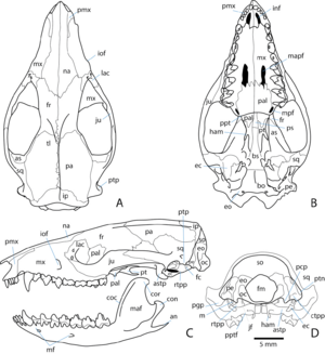 Monodelphis brevicaudata skull - ZooKeys 465-08