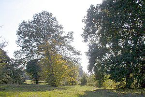 Morden 8 Trees in Morden Park geograph-2376588-by-Ben-Brooksbank