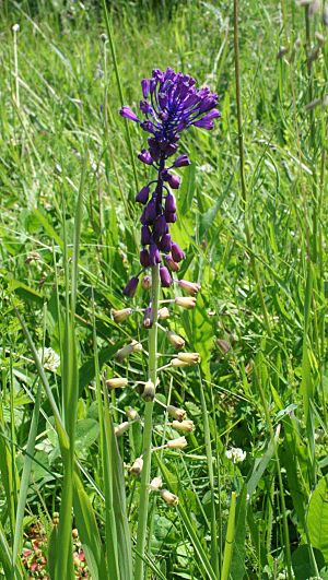 Muscari comosum in Slovakia.jpg