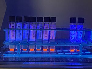 Mycobacteria Growth Indicator Tube (MGIT) samples in ultraviolet light