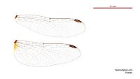 Nannodiplax rubra female wings (34216305194)