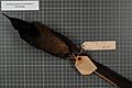 Naturalis Biodiversity Center - RMNH.AVES.140757 2 - Astrapia splendidissima splendidissima Rothschild, 1895 - Paradisaeidae - bird skin specimen