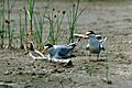 Nesting least terns Missouri River