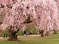 Newark cherry blossoms