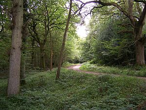 Nymans Gardens woodland walk - geograph.org.uk - 954636