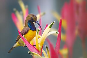 Olive-backed Sunbird male, Misamis Oriental, Philippines 1.jpg