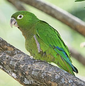 Olive-throated Parakeet.jpg