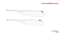 Oristicta filicicola female wings (34722764666)