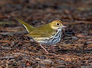 Ovenbird (90497)