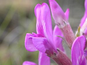 Oxytropis lambertii.jpg