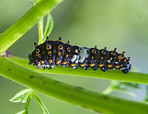 Papilio polyxenes caterpillar first instar