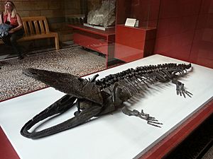 Paracyclotosaurus davidi at NHM 05.jpg