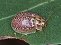 Paropsisterna decolorata59