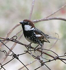 Passer hispaniolensis male on wire