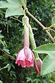 Passiflora tripartita kz5