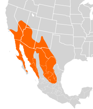 Peromyscus eremicus distribution.svg